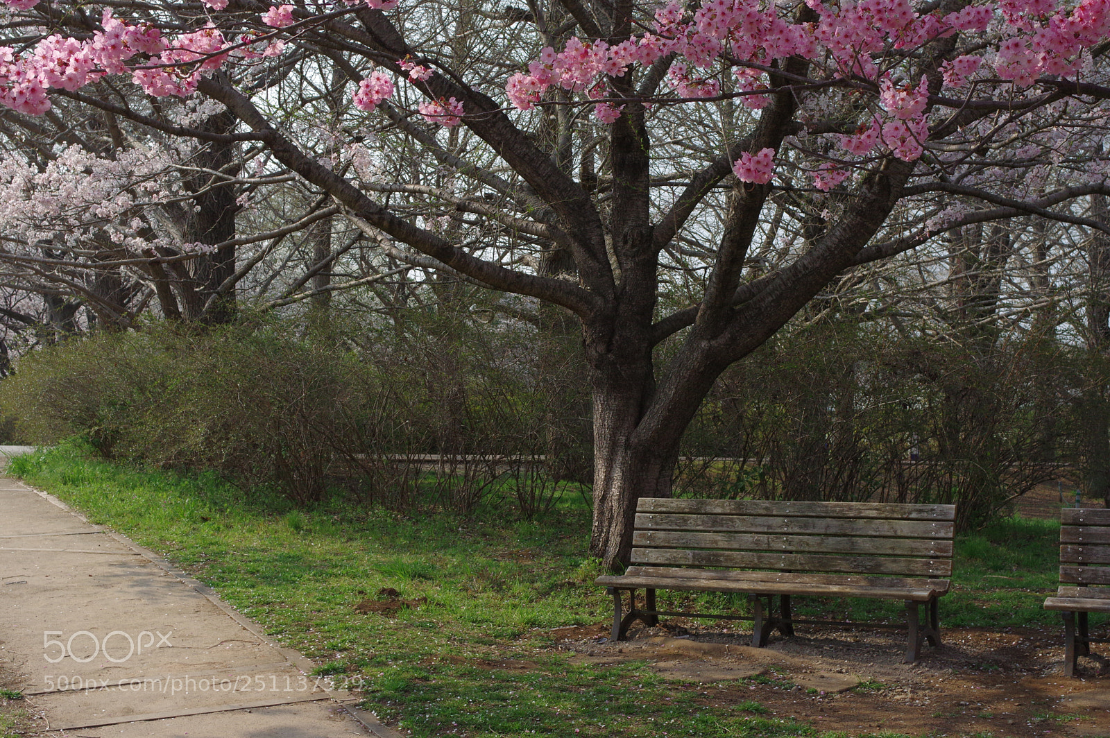 Pentax K-3 sample photo. “beauty spot.......” photography