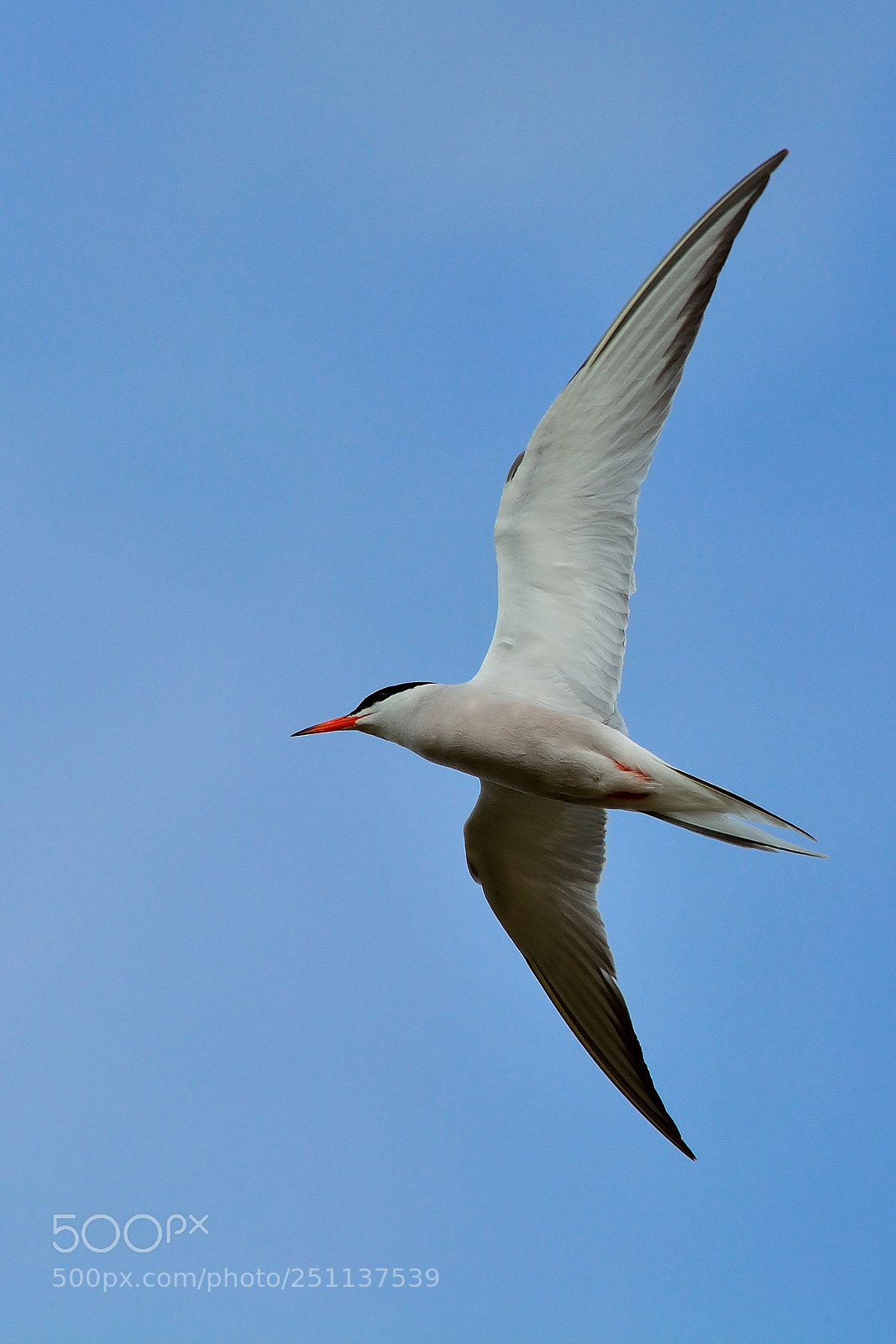 Nikon D5200 sample photo. Bird photography