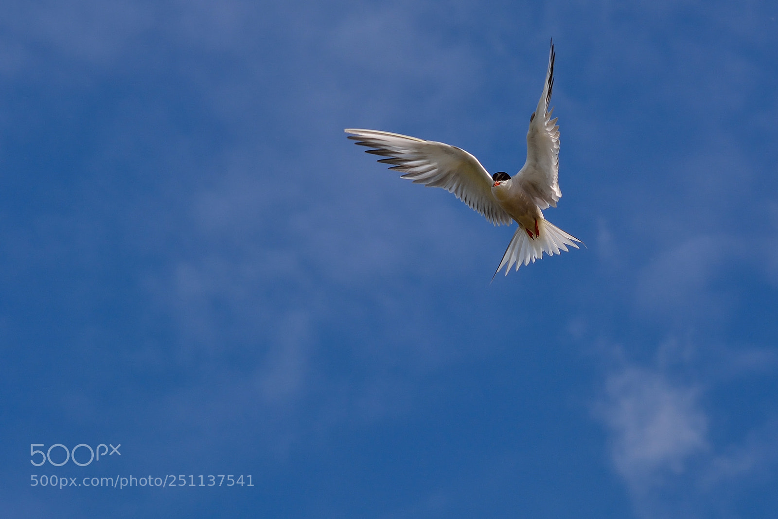 Nikon D5200 sample photo. Bird photography