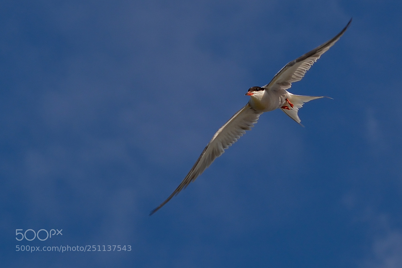 Nikon D5200 sample photo. Bird photography