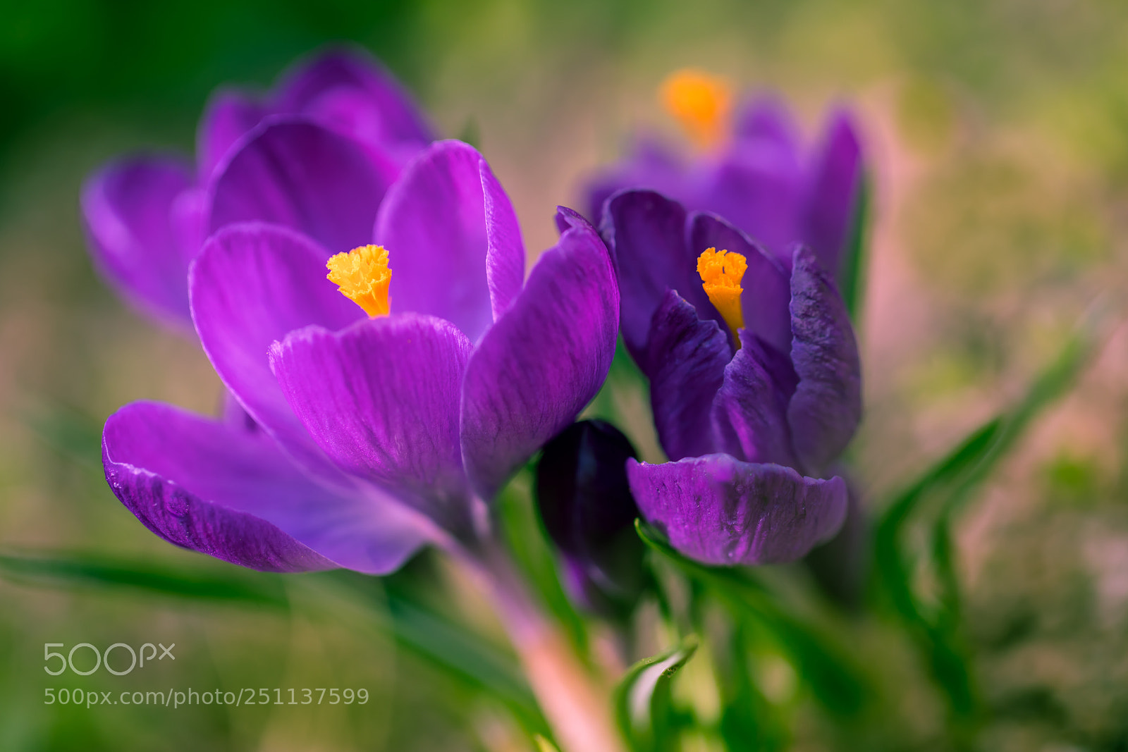Canon EOS 5D Mark IV sample photo. Purple photography