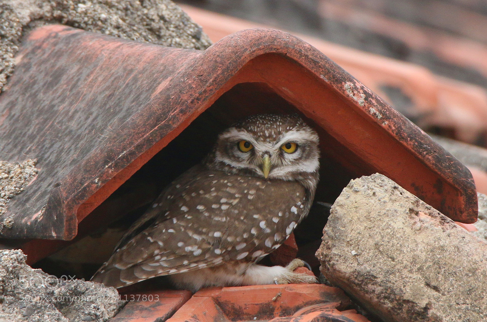 Canon EOS 70D sample photo. Spotted owl photography