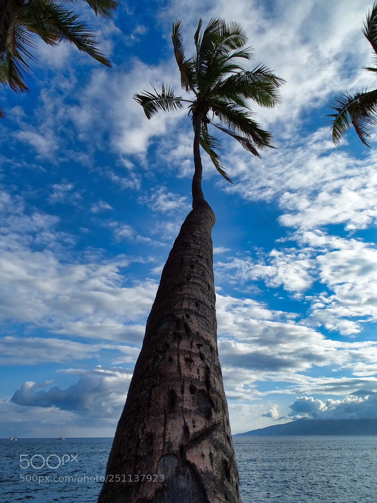 Sony Cyber-shot DSC-HX400V sample photo. A palm tree in photography