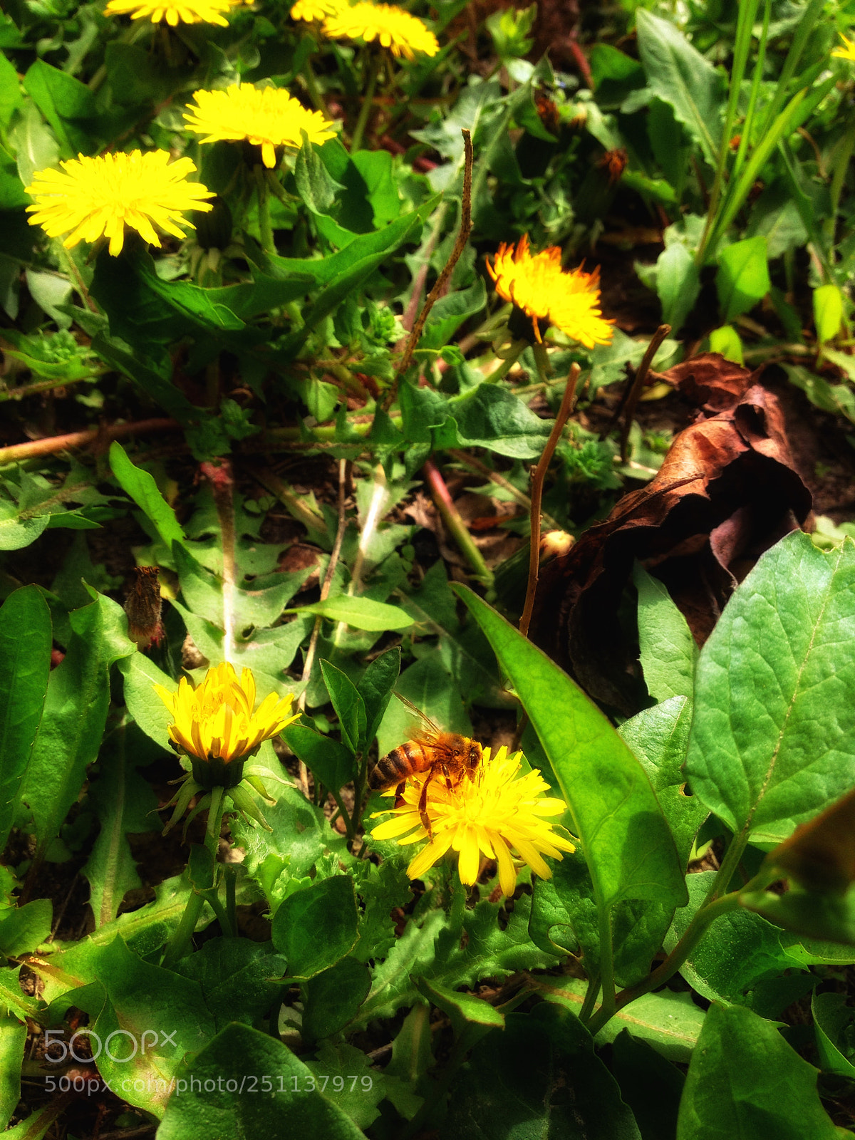 Apple iPhone 4S sample photo. Life photography
