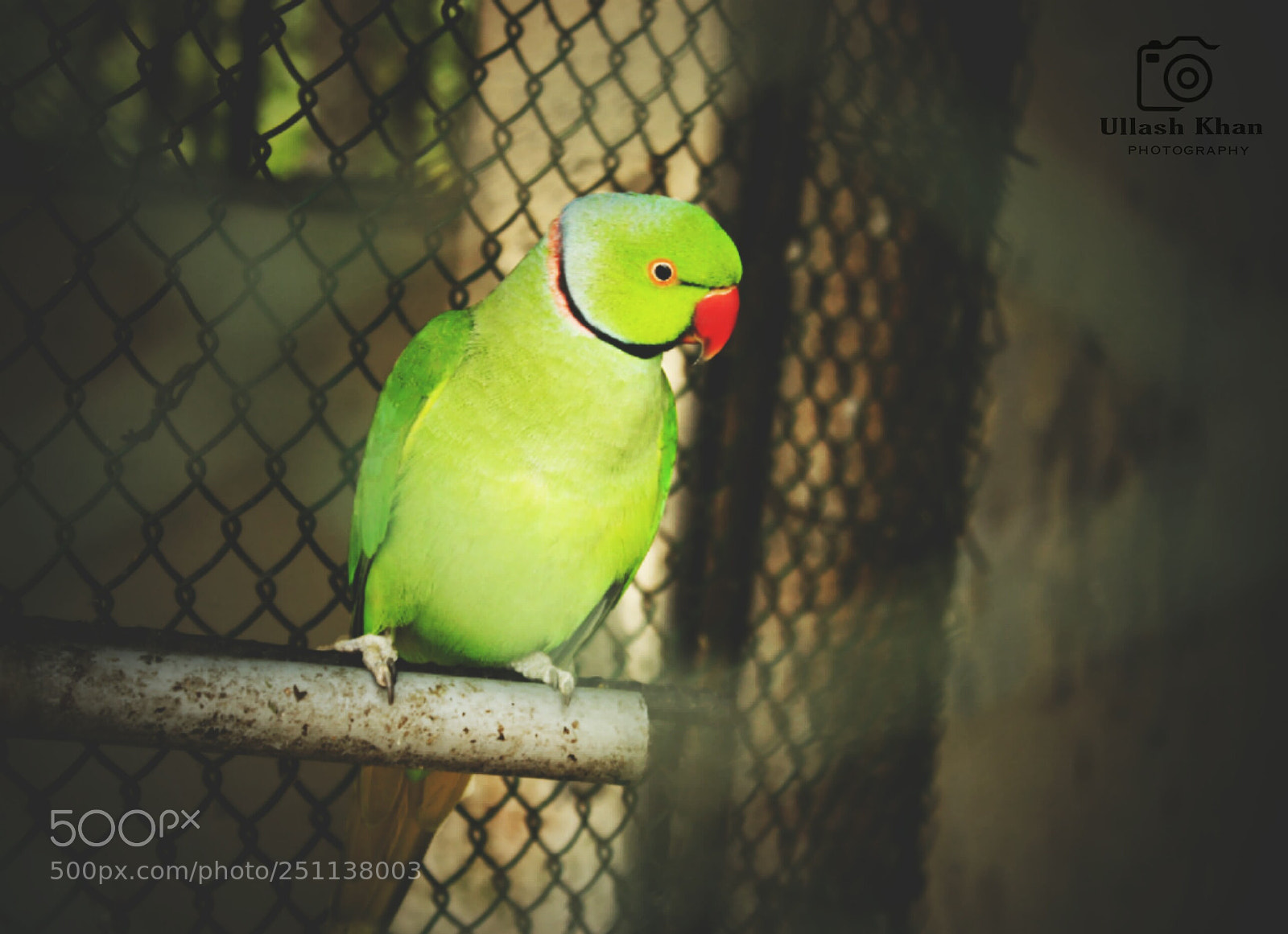 Canon EOS 700D (EOS Rebel T5i / EOS Kiss X7i) sample photo. Beauty of parrot photography