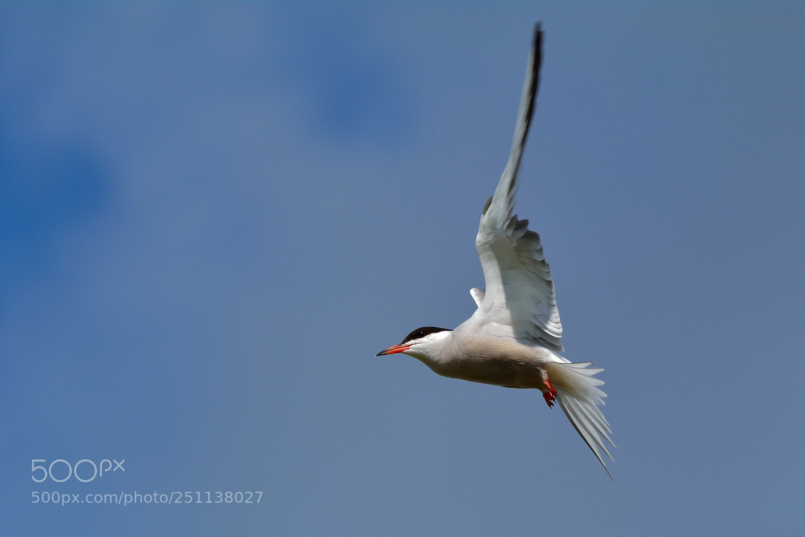 Nikon D5200 sample photo. Bird photography