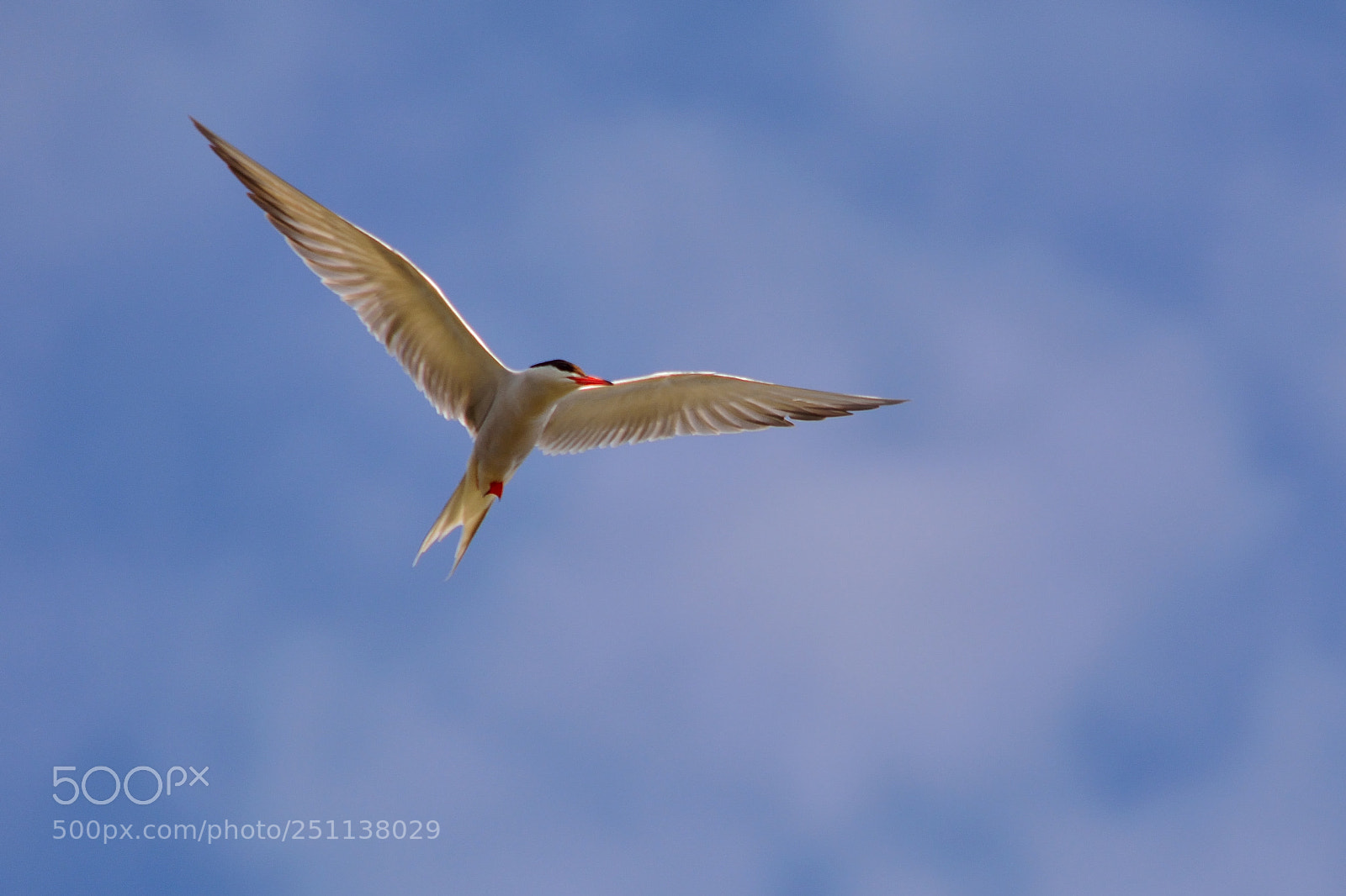 Nikon D5200 sample photo. Bird photography