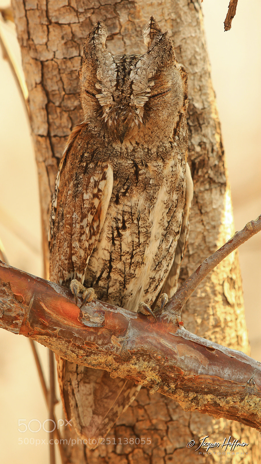 Canon EOS 600D (Rebel EOS T3i / EOS Kiss X5) sample photo. What owl photography