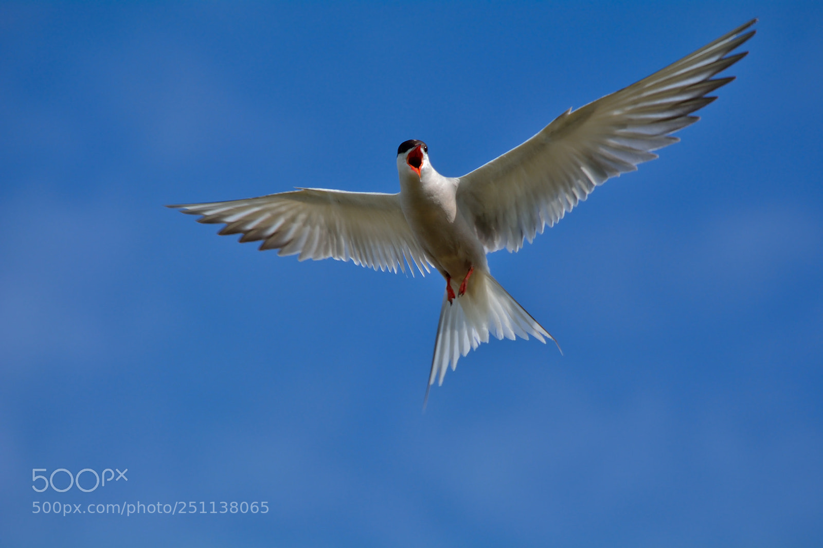 Nikon D5200 sample photo. Bird photography