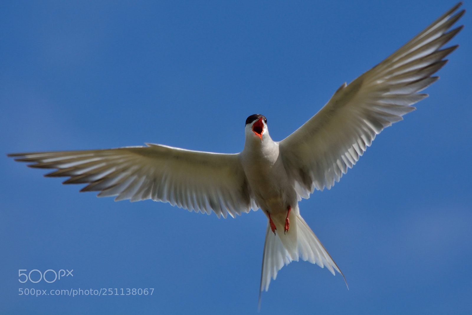 Nikon D5200 sample photo. Bird photography