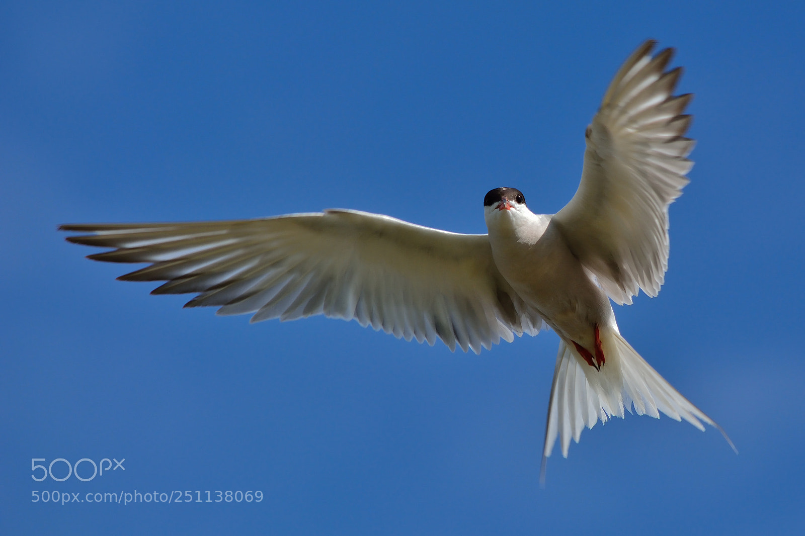 Nikon D5200 sample photo. Bird photography