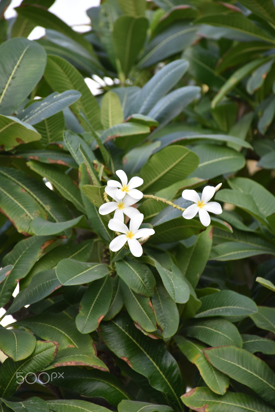 Nikon D5600 sample photo. Winter flowers photography