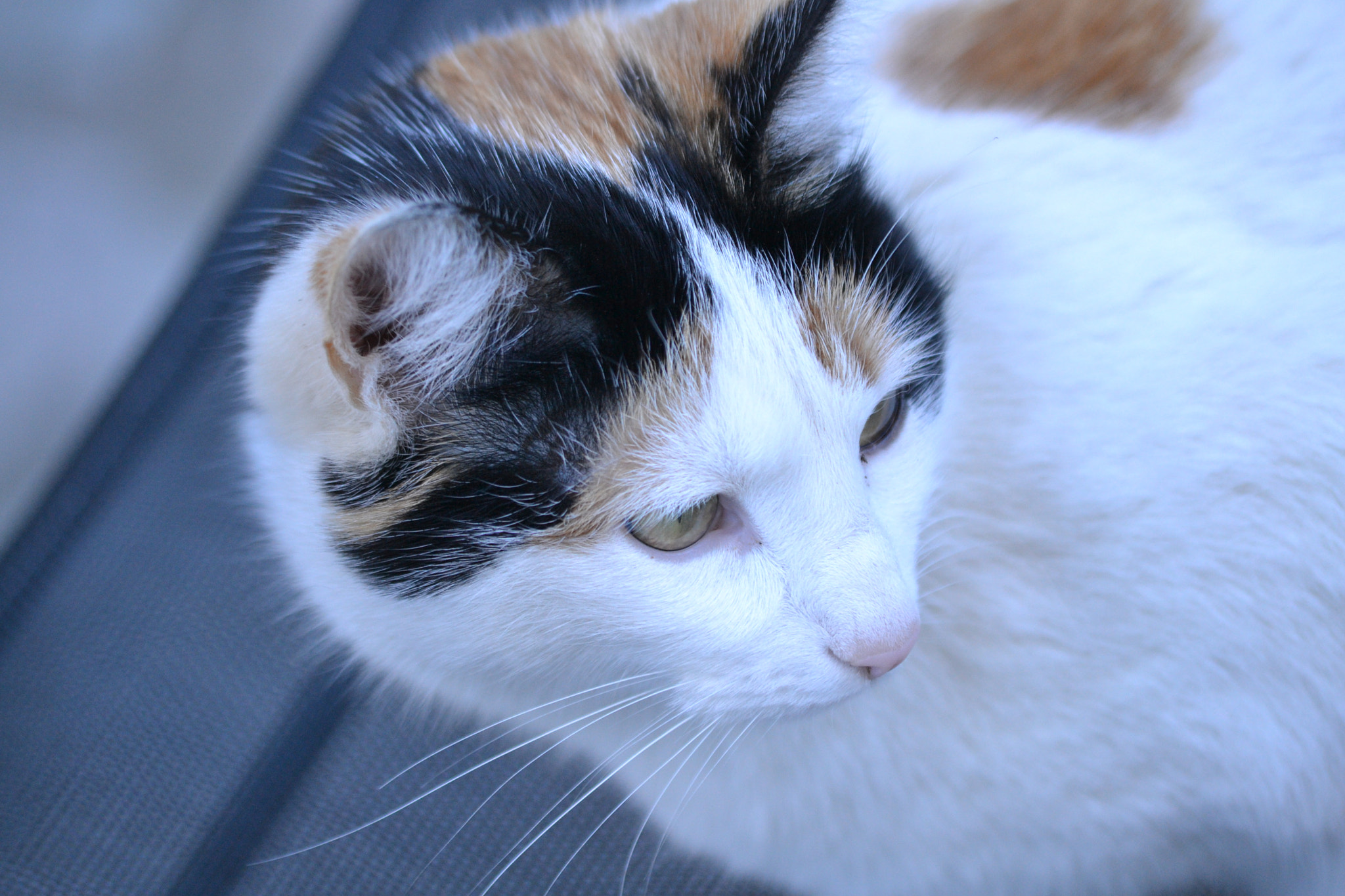 Sigma 70-300mm F4-5.6 APO DG Macro sample photo. Misino photography
