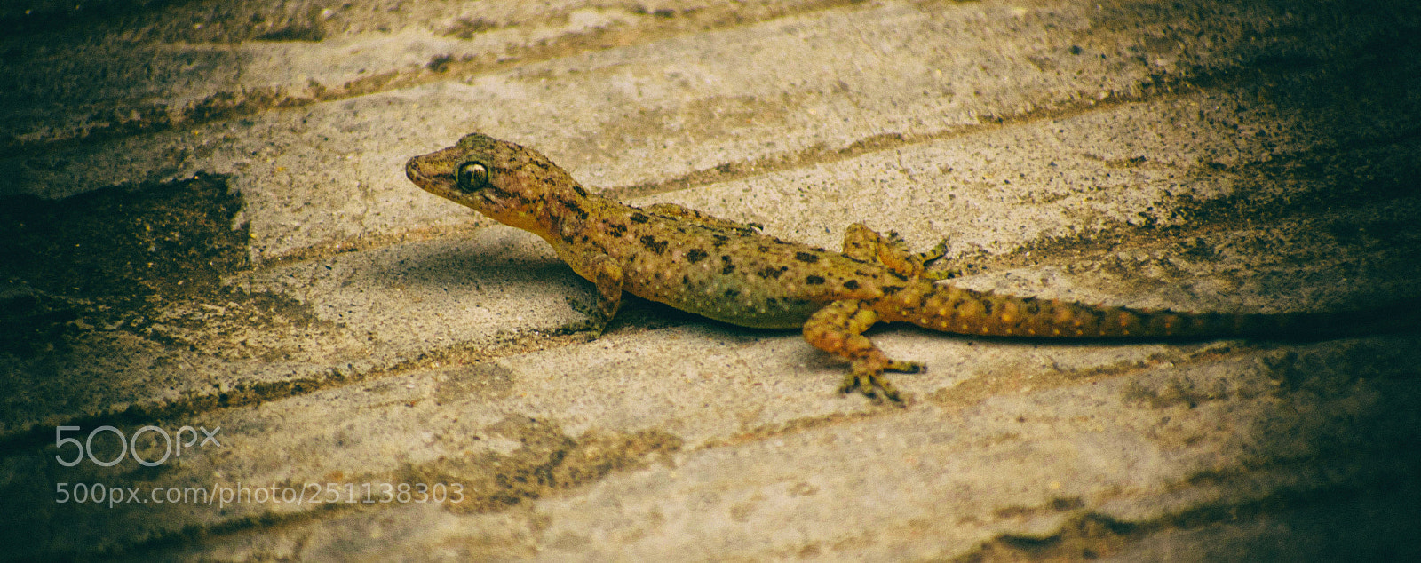 Nikon D5500 sample photo. Home lizard photography
