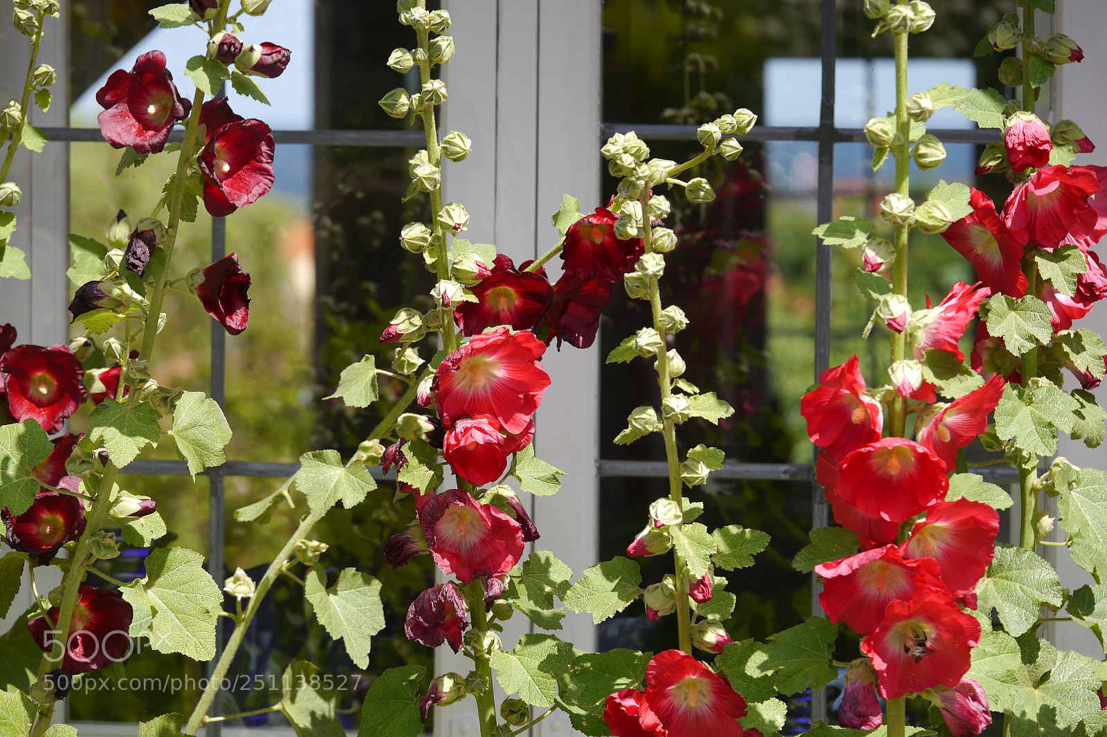 Panasonic Lumix DMC-G5 sample photo. P photography