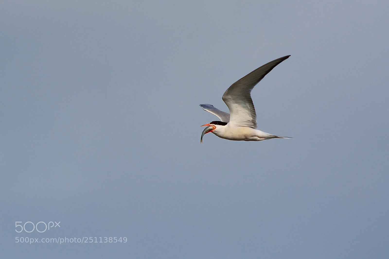 Nikon D5200 sample photo. Bird photography