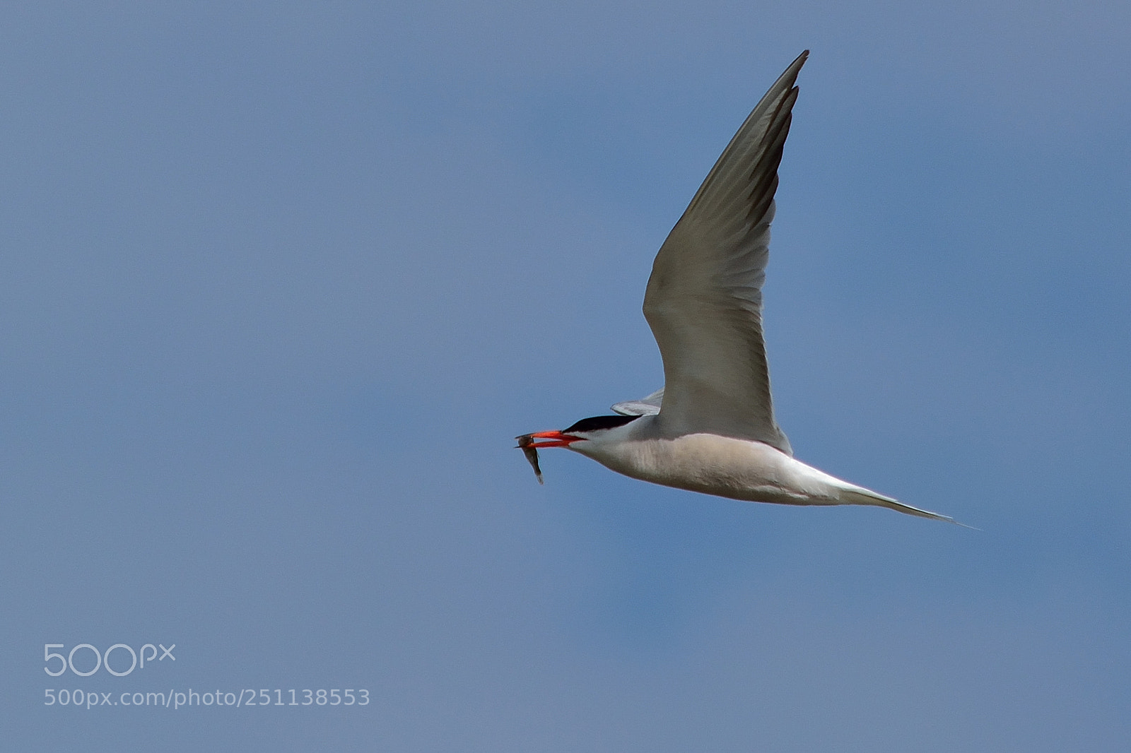Nikon D5200 sample photo. Bird photography