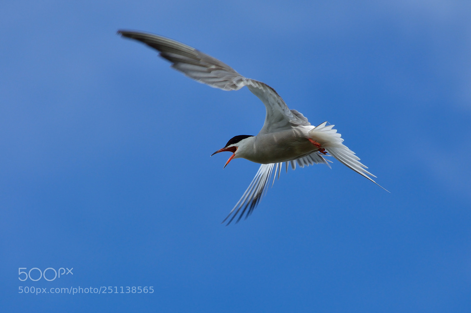 Nikon D5200 sample photo. Bird photography