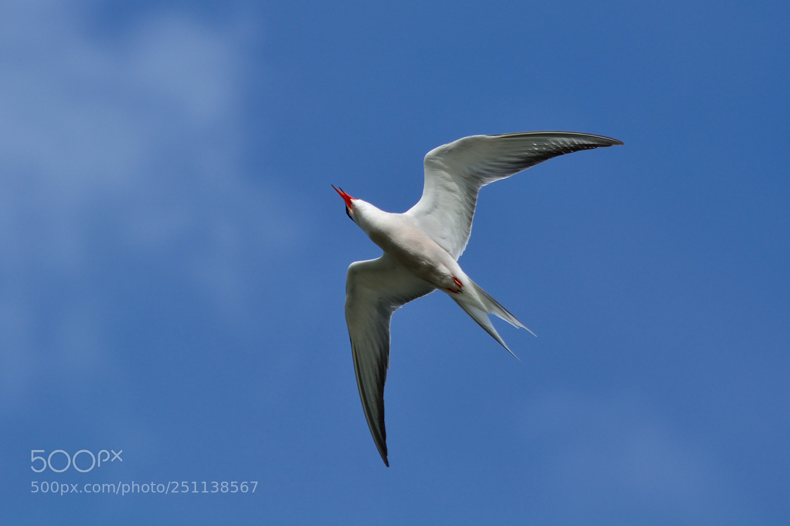 Nikon D5200 sample photo. Bird photography