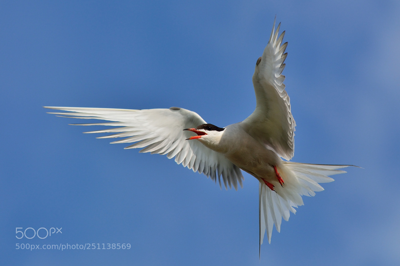 Nikon D5200 sample photo. Bird photography