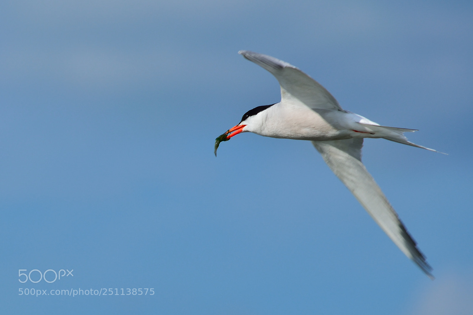 Nikon D5200 sample photo. Bird photography