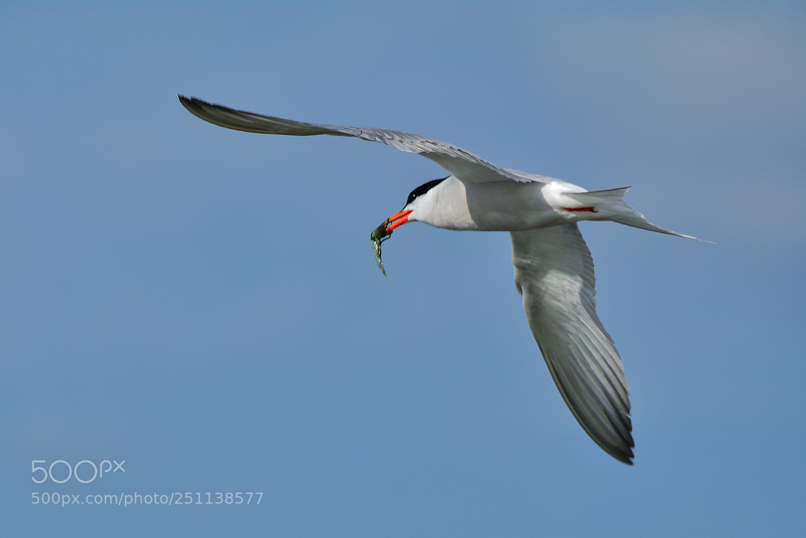 Nikon D5200 sample photo. Bird photography