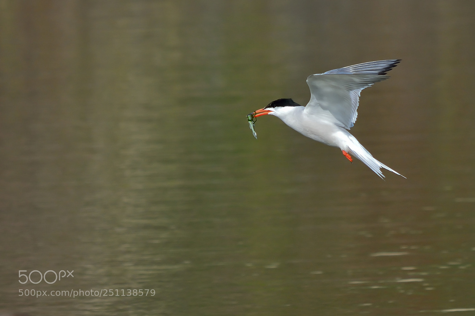 Nikon D5200 sample photo. Bird photography