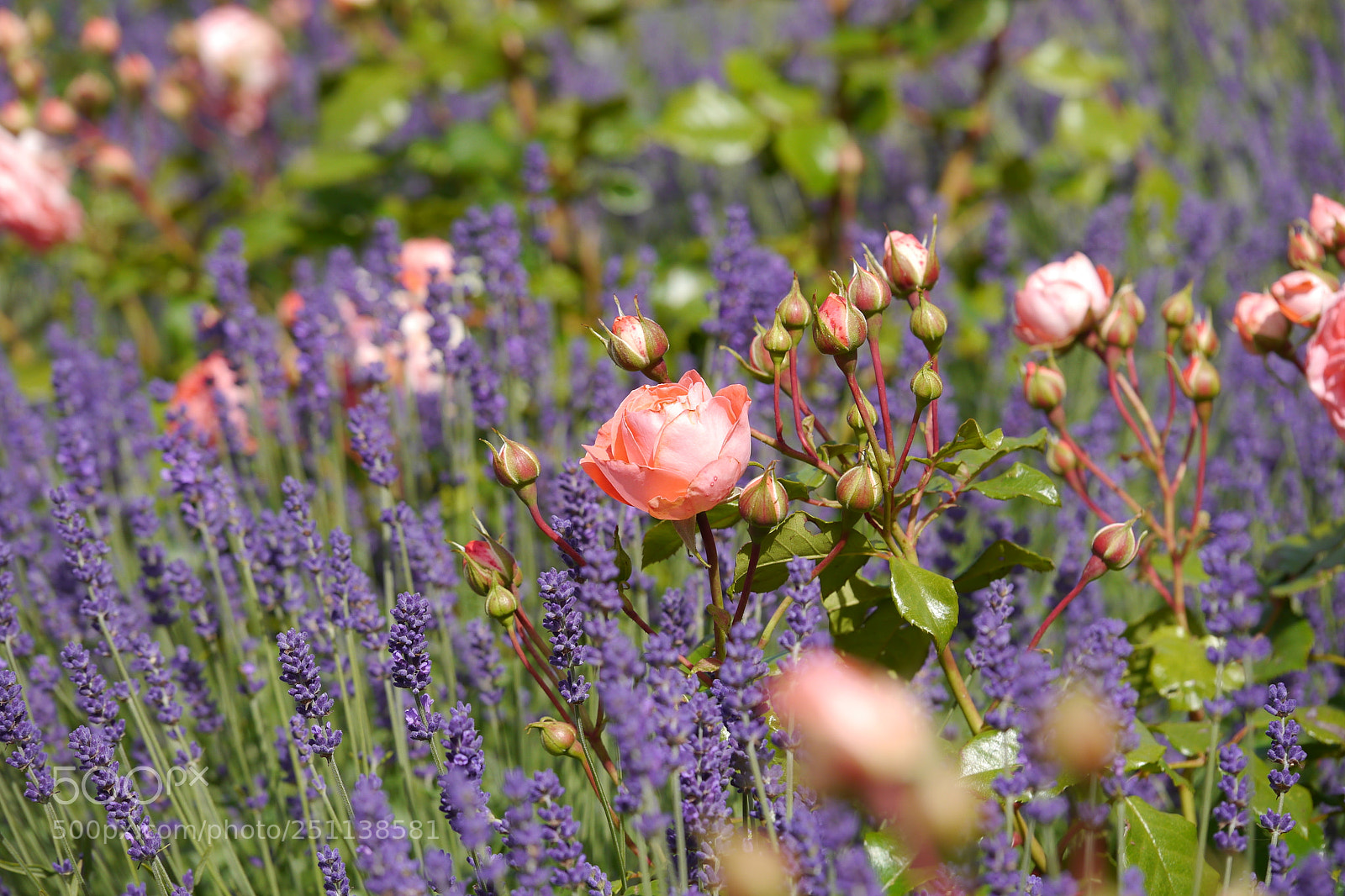 Panasonic Lumix DMC-G5 sample photo. P photography