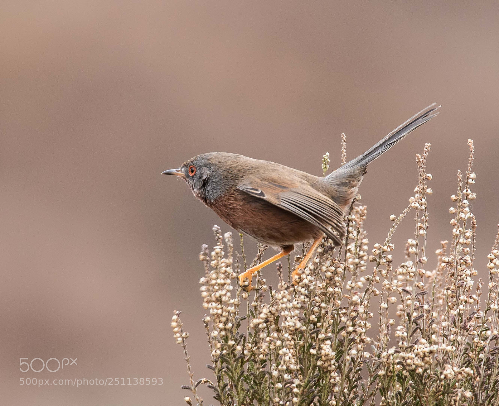 Canon EOS 7D Mark II sample photo. Dartford warbler photography