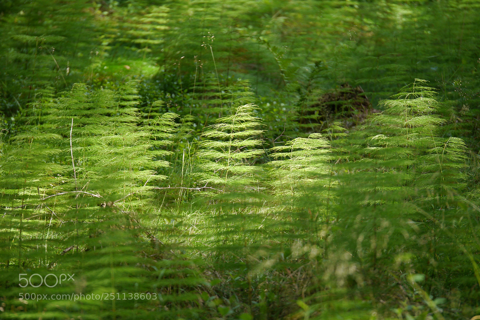 Panasonic Lumix DMC-G5 sample photo. P photography