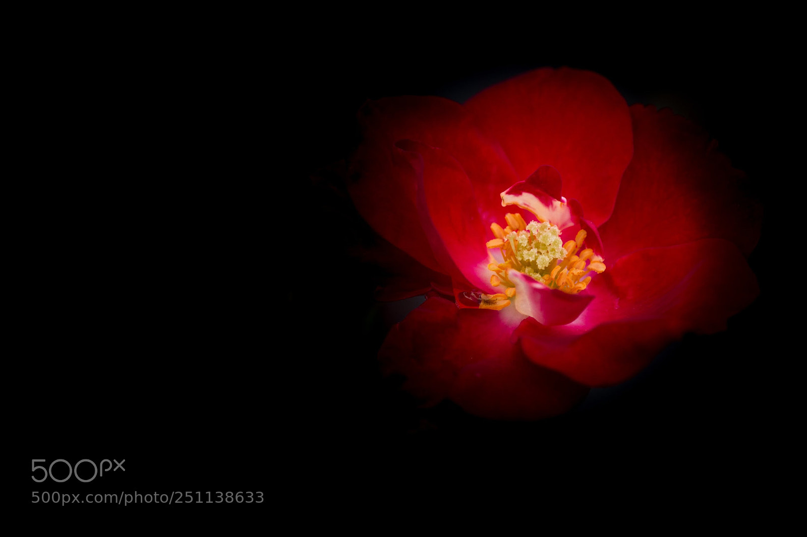 Canon EOS 60D sample photo. The flame photography