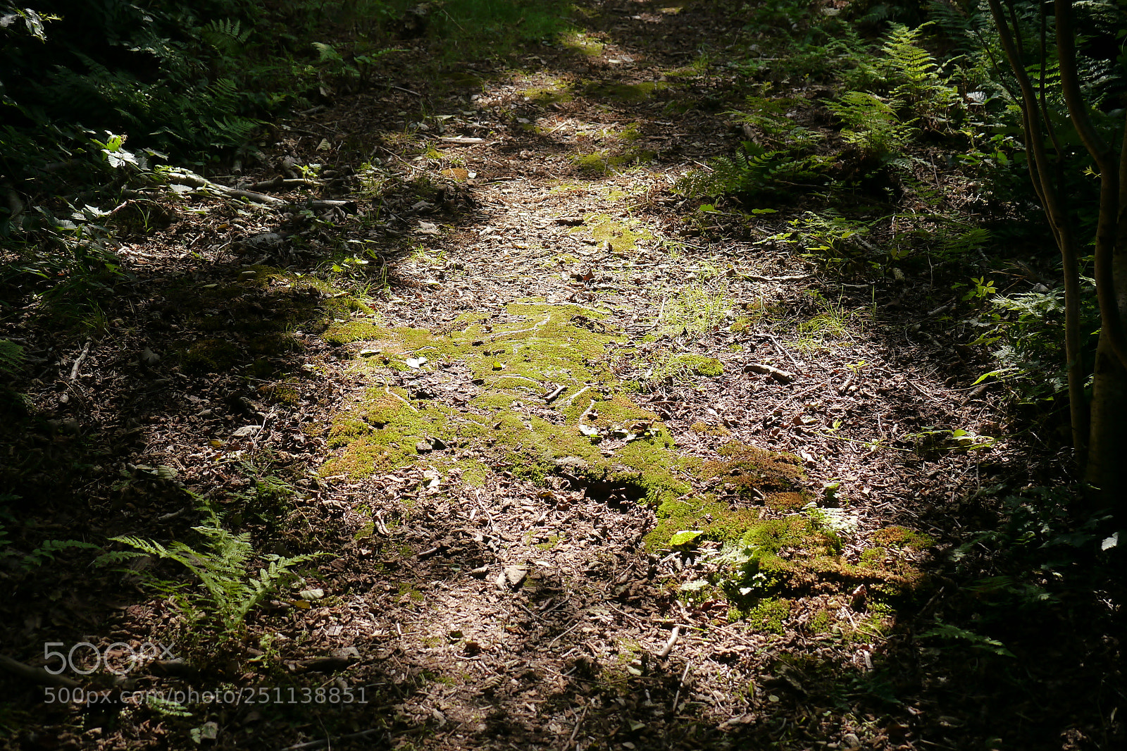 Panasonic Lumix DMC-G5 sample photo. P photography