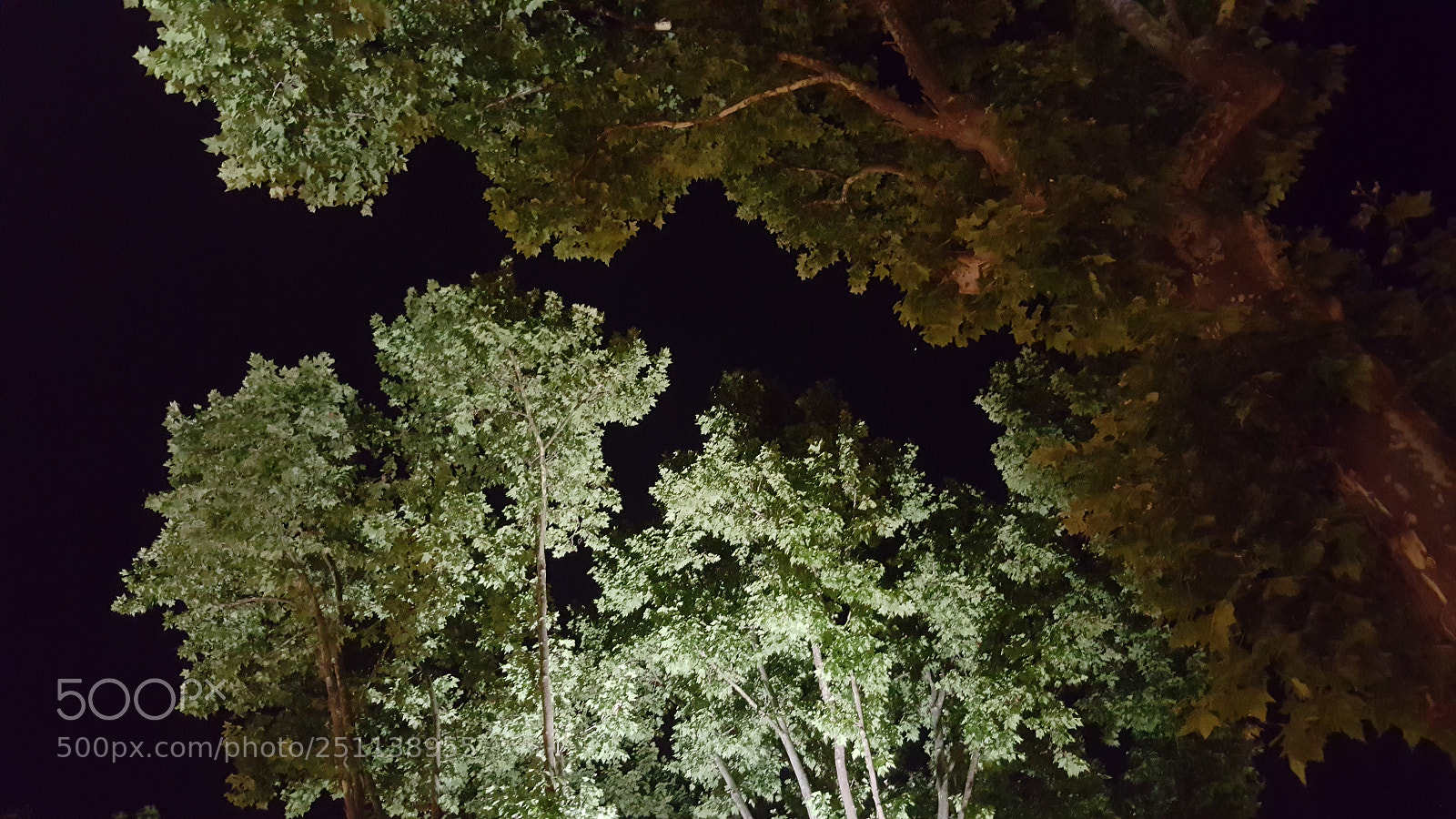 Samsung Galaxy S6 sample photo. Night and trees photography