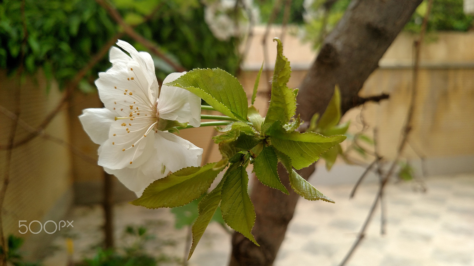 Motorola Droid Turbo sample photo. Blossom photography