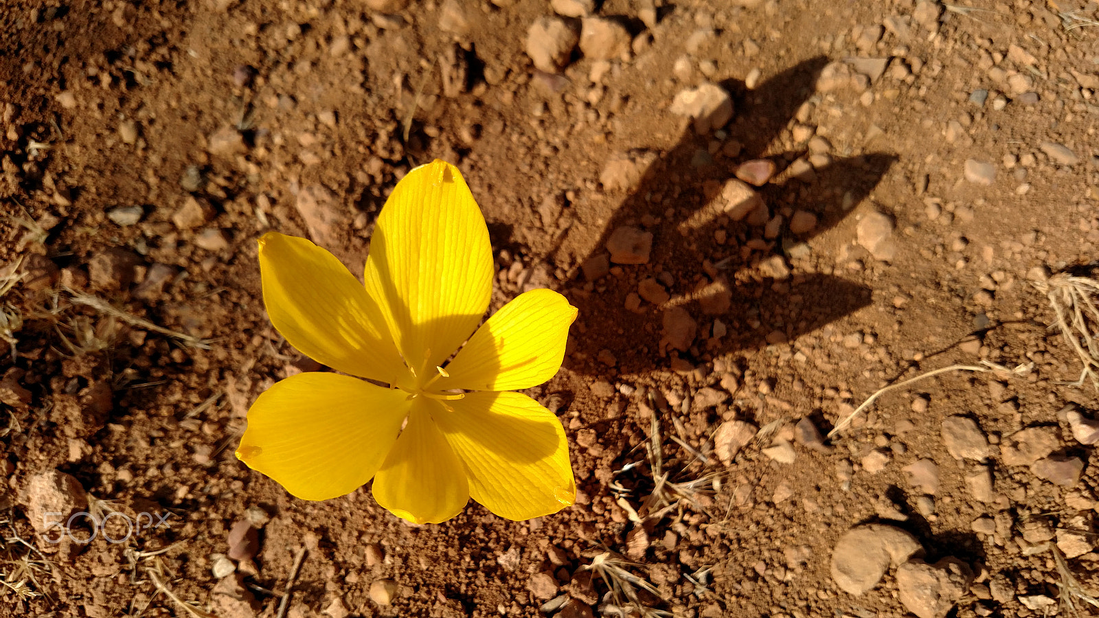 Motorola Droid Turbo sample photo. Yellow photography