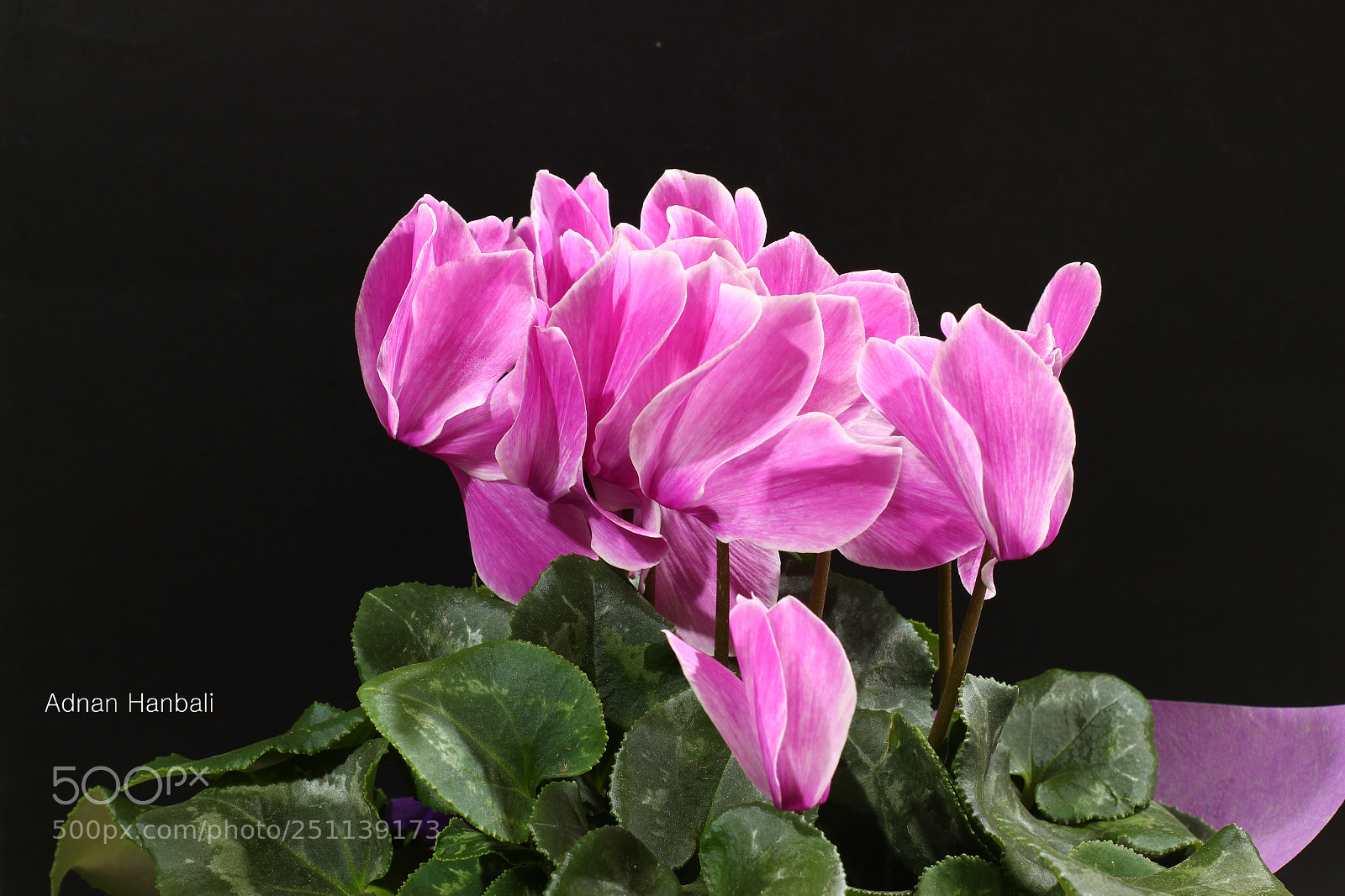 Canon EOS 700D (EOS Rebel T5i / EOS Kiss X7i) sample photo. Beauty in nature photography