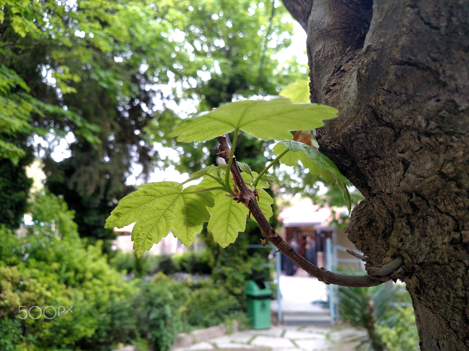 Motorola Droid Turbo sample photo. Spring branch photography