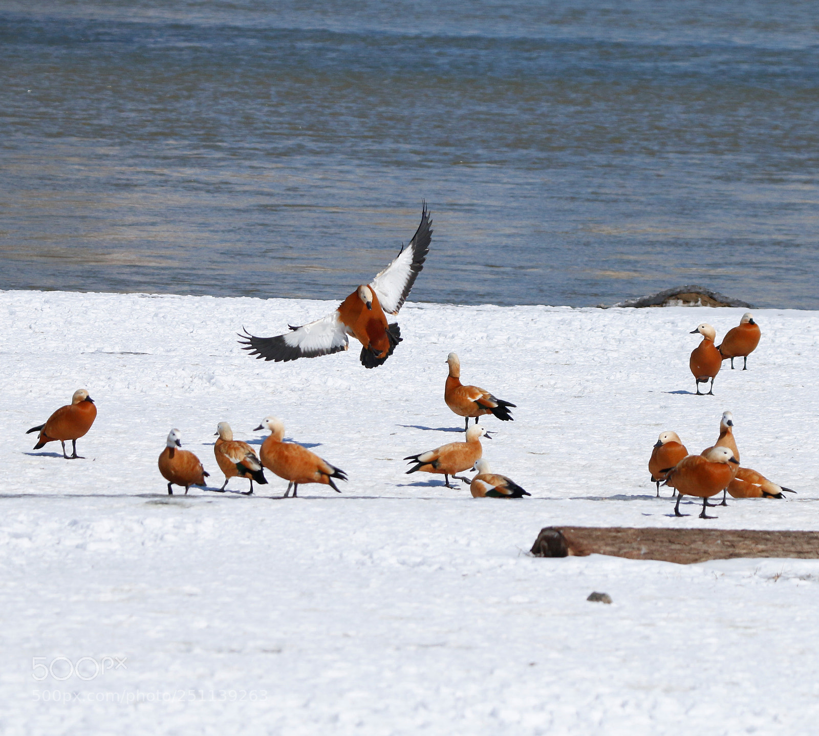 Canon EOS 70D sample photo. Return photography