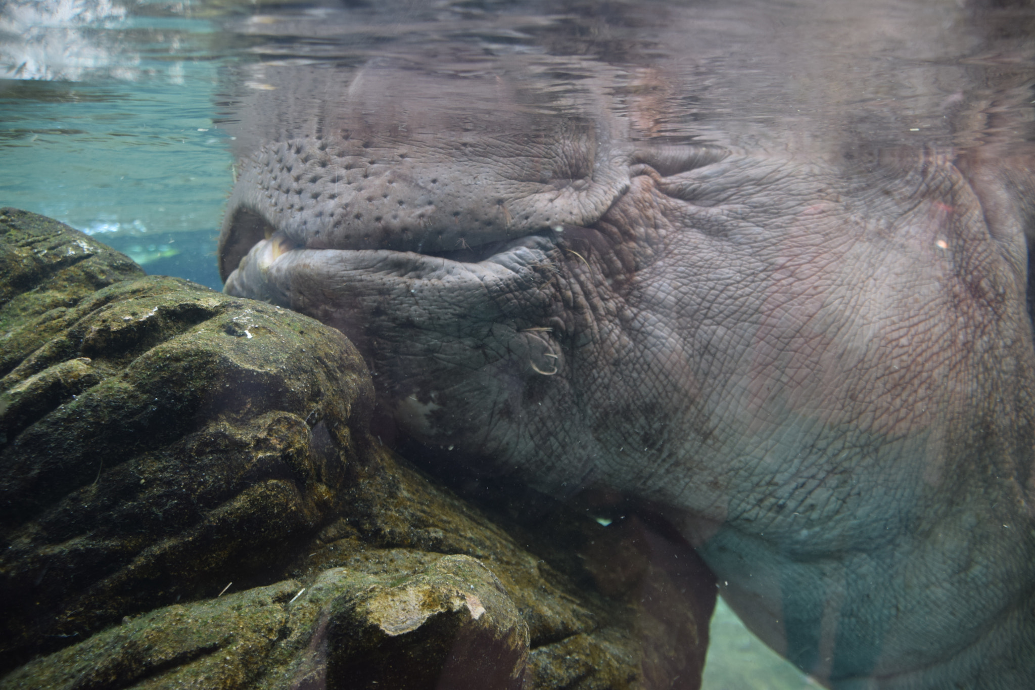 Nikon D5300 sample photo. Hippopotamus at san diego zoo photography