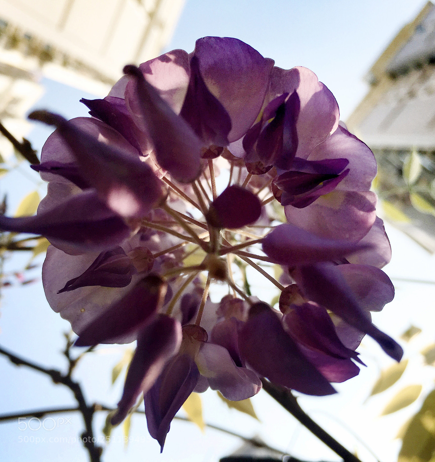 Apple iPhone 6s sample photo. 花 photography