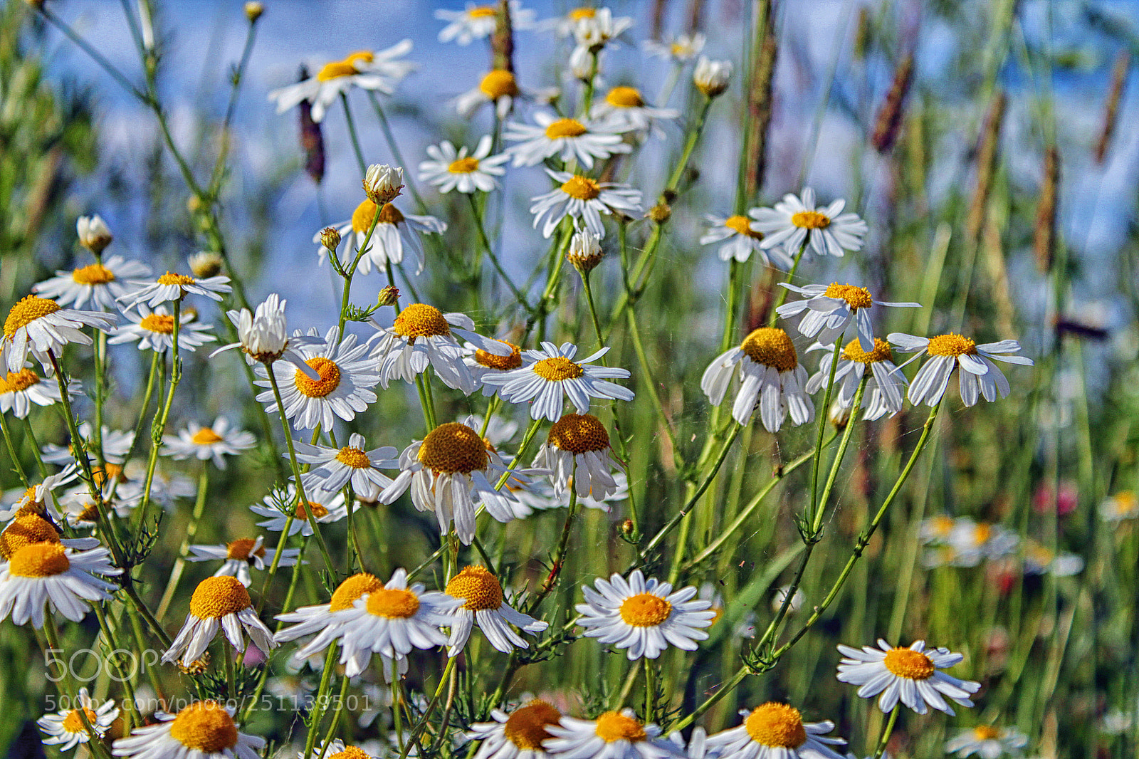 Canon EOS 1100D (EOS Rebel T3 / EOS Kiss X50) sample photo. Chamomile flowers photography