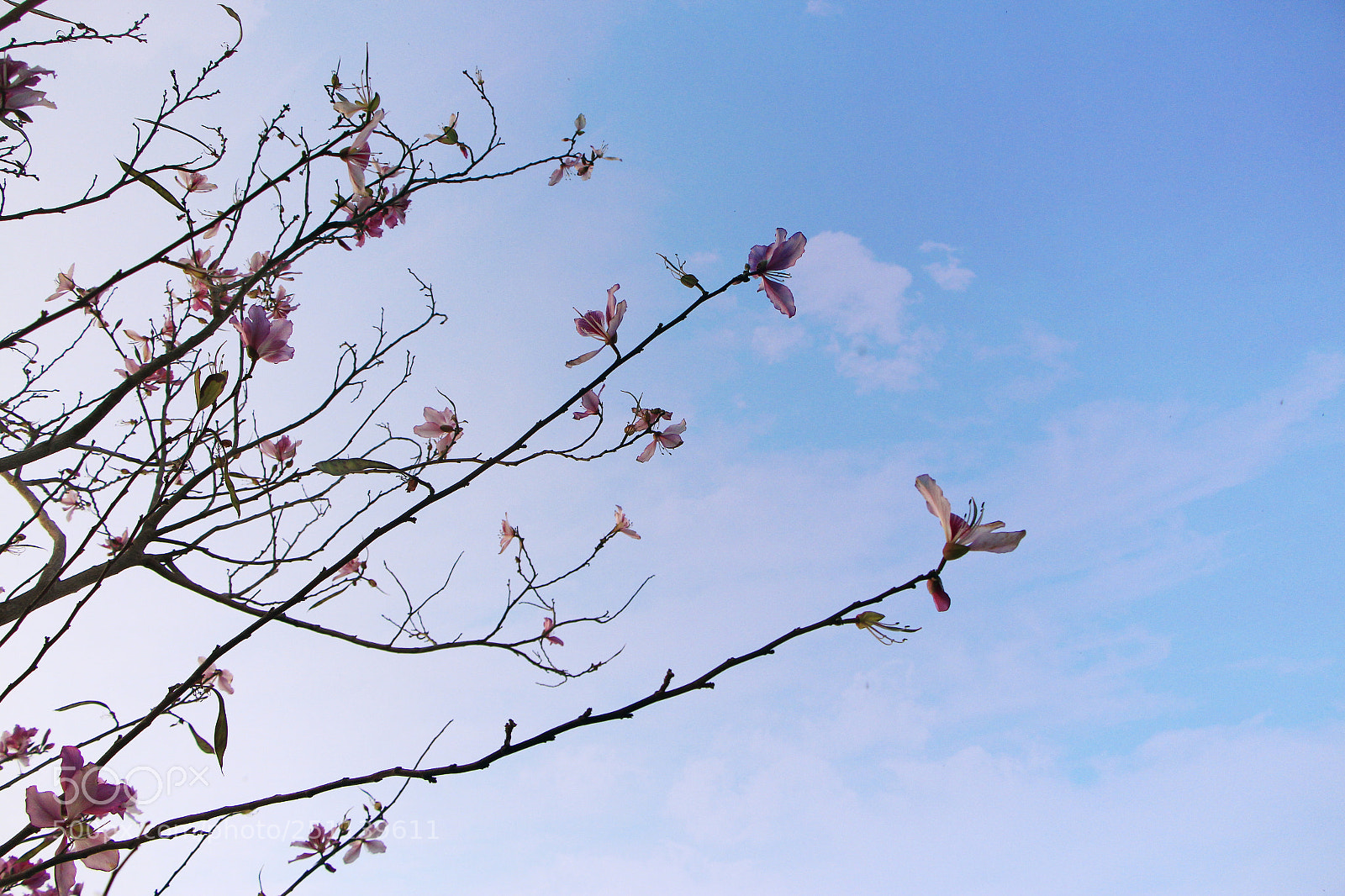 Canon EOS 650D (EOS Rebel T4i / EOS Kiss X6i) sample photo. Let me fly photography