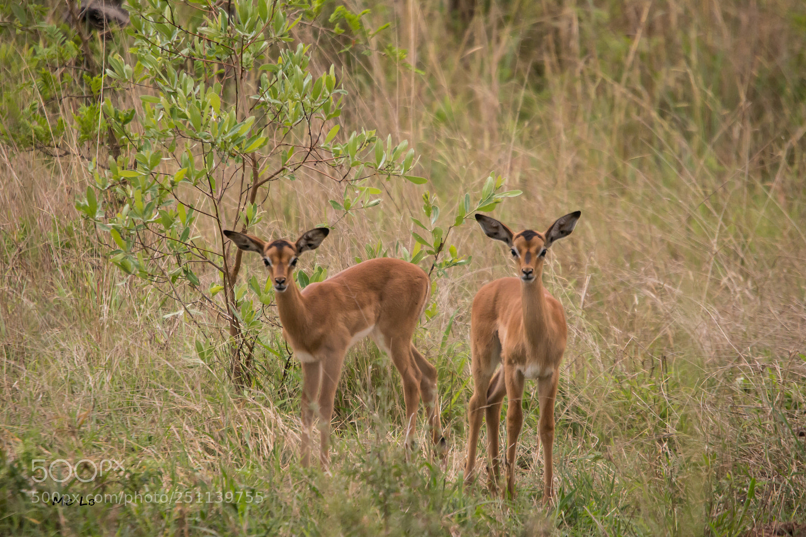 Nikon D7100 sample photo. Impala femelle aepyceros melampus photography