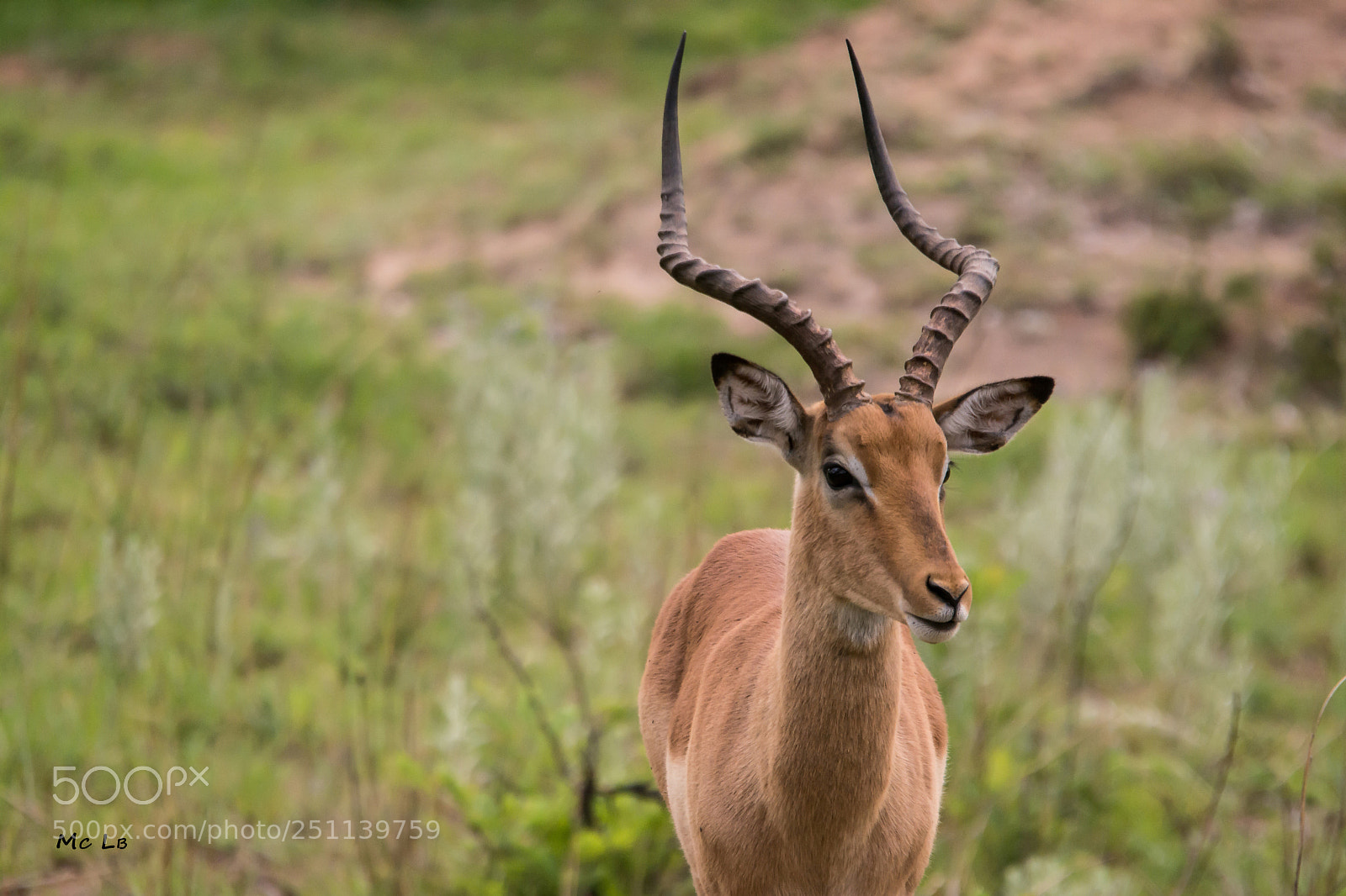 Nikon D7100 sample photo. Impala male aepyceros melampus photography