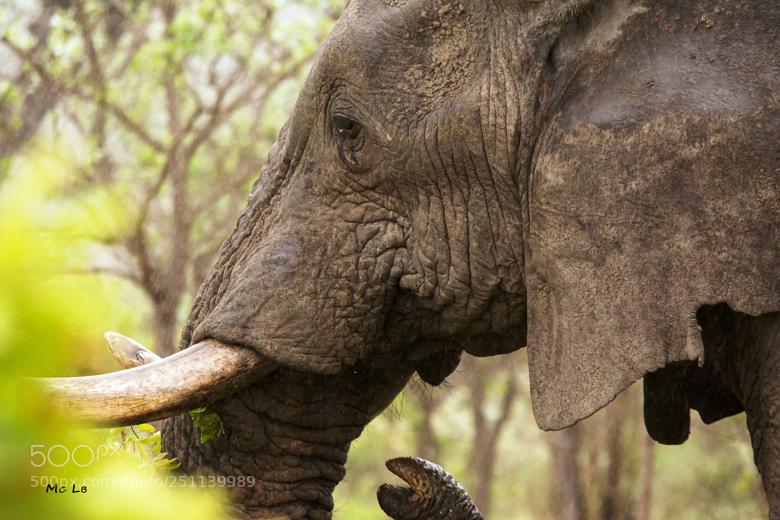 Nikon D7100 sample photo. Elephant photography