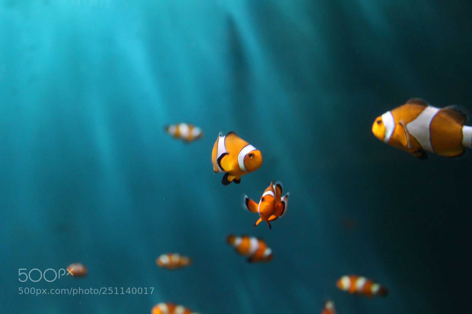 Canon EOS 700D (EOS Rebel T5i / EOS Kiss X7i) sample photo. Clownfish photography