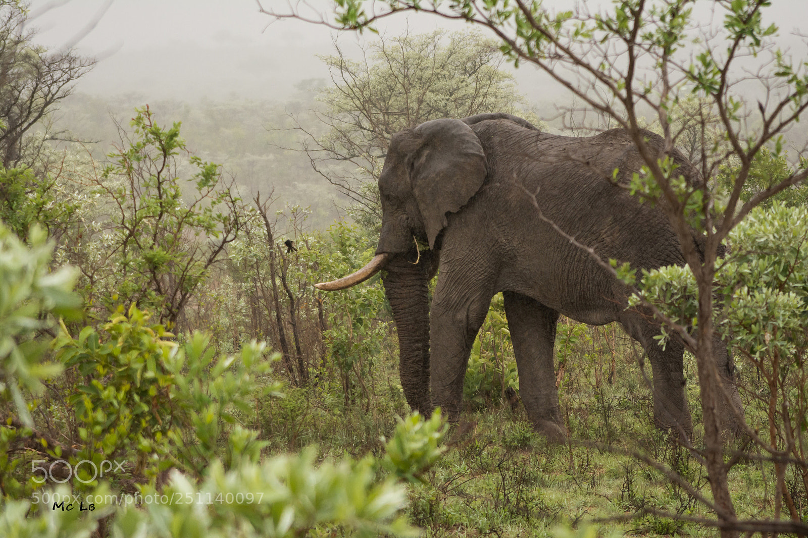 Nikon D7100 sample photo. Elephant photography