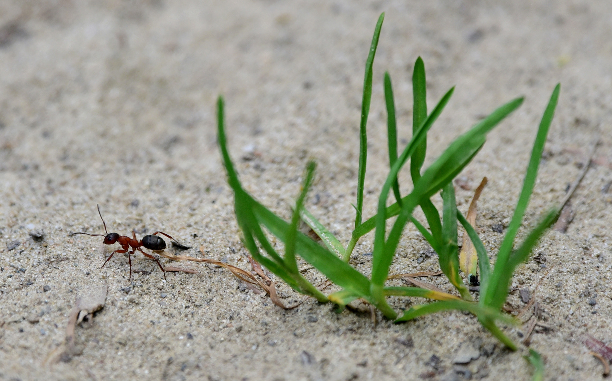 Nikon D750 + Nikon Nikkor AF-S 300mm F4E PF ED VR sample photo. Perdue photography