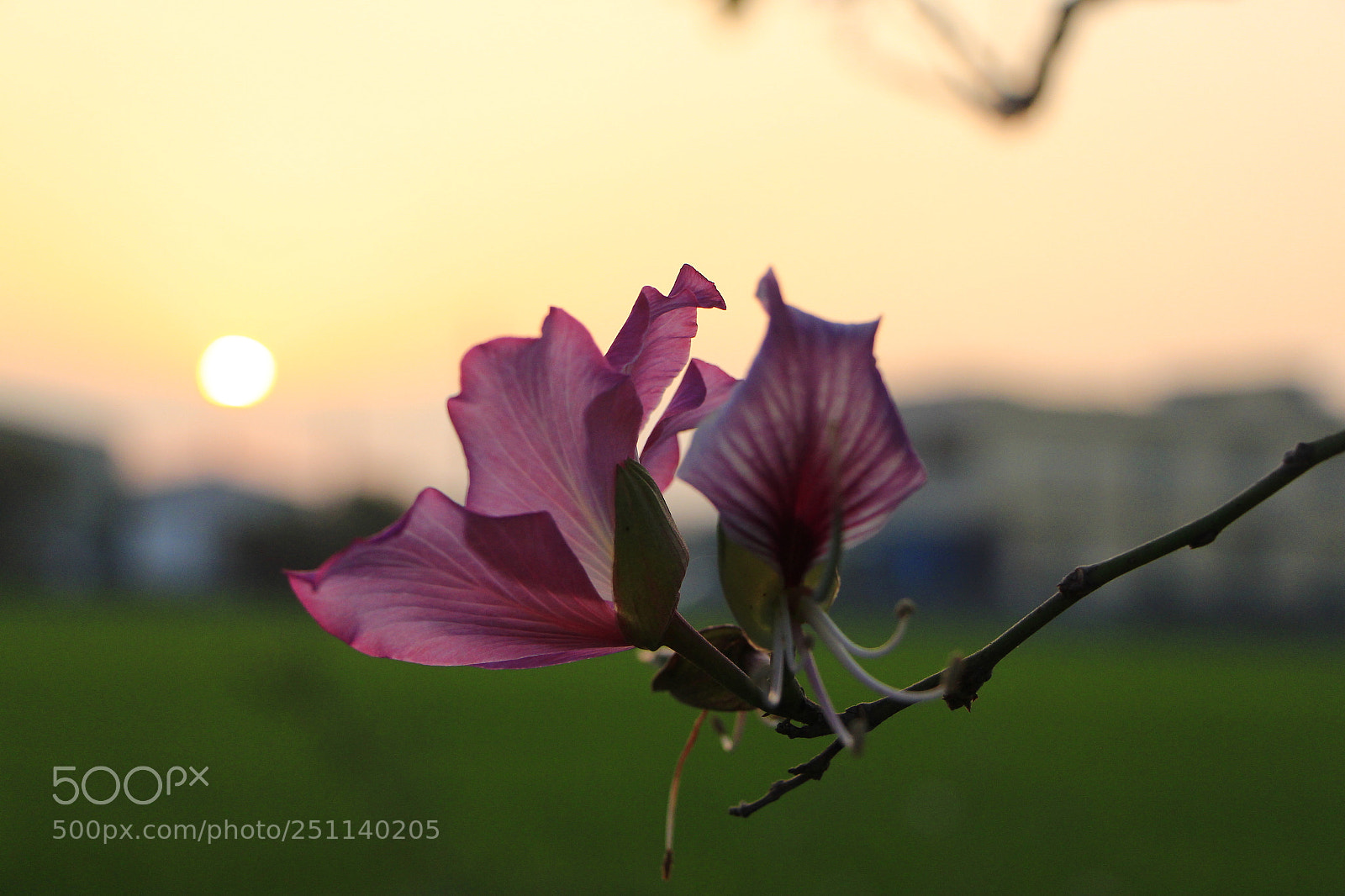 Canon EOS 650D (EOS Rebel T4i / EOS Kiss X6i) sample photo. Small force photography