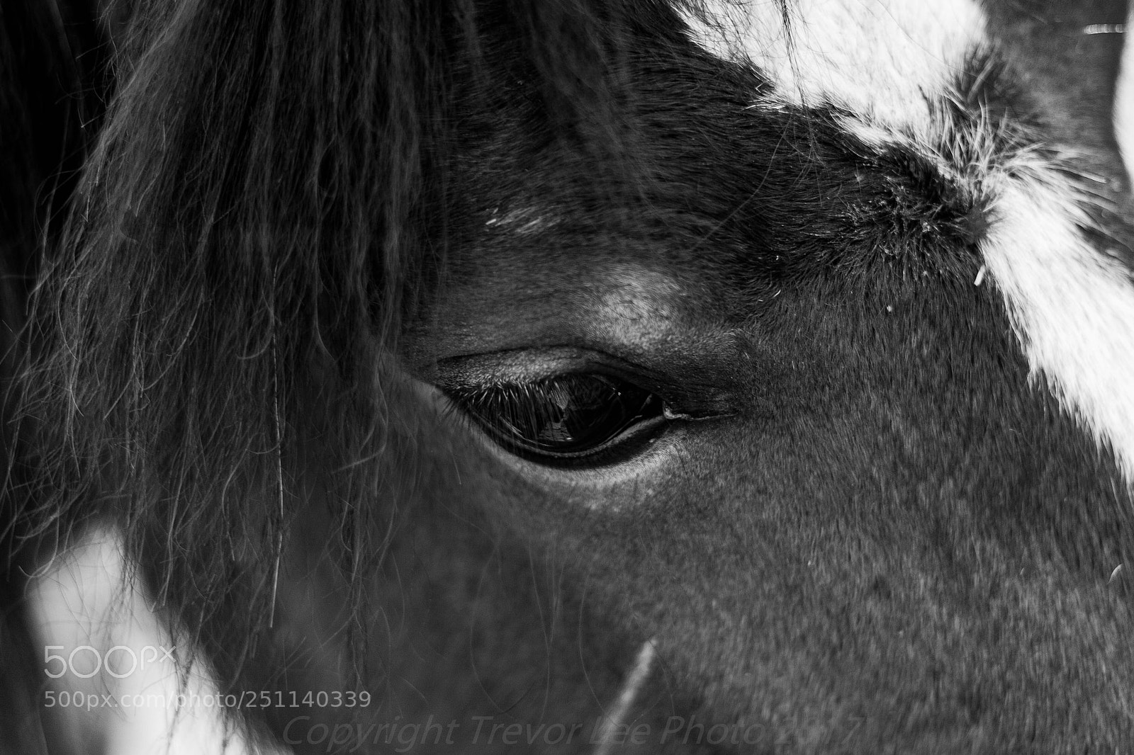 Canon EOS 40D sample photo. Equine photography